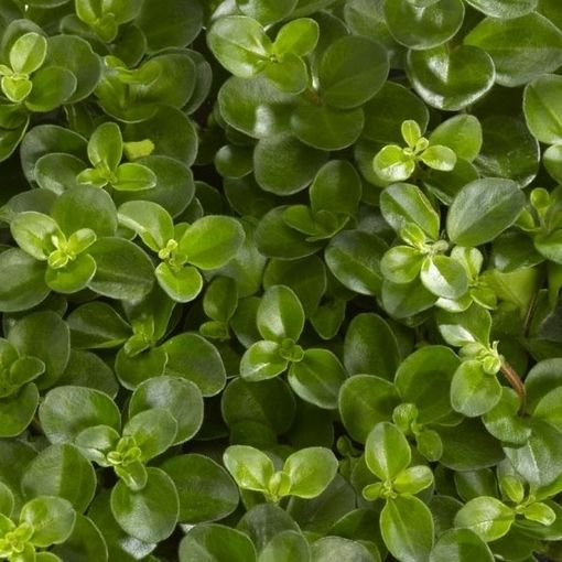 Peperomia rotundifolia