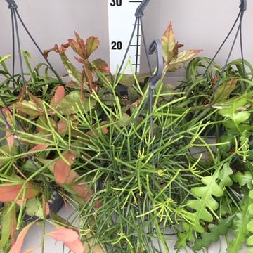 Rhipsalis MIX