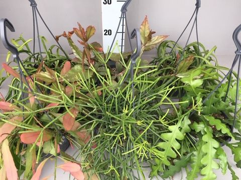 Rhipsalis MIX