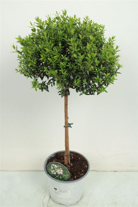 Myrtus communis