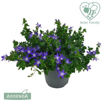 Campanula poscharskyana ADANSA PURPLE