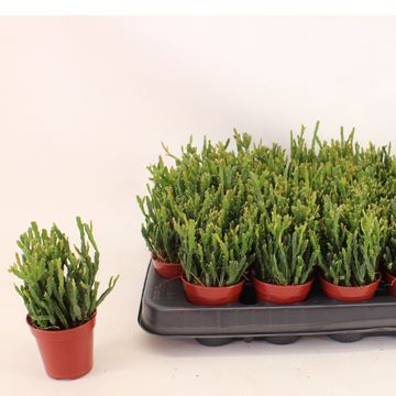 Rhipsalis ewaldiana