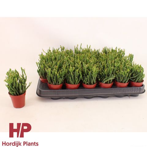 Rhipsalis ewaldiana