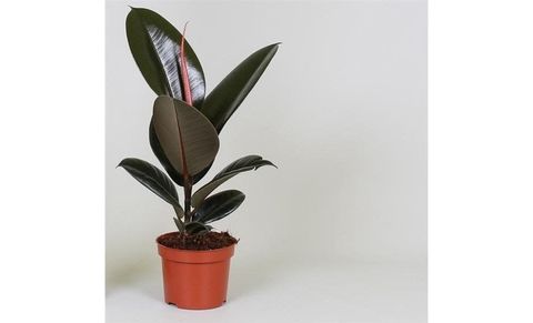 Ficus elastica 'Abidjan'