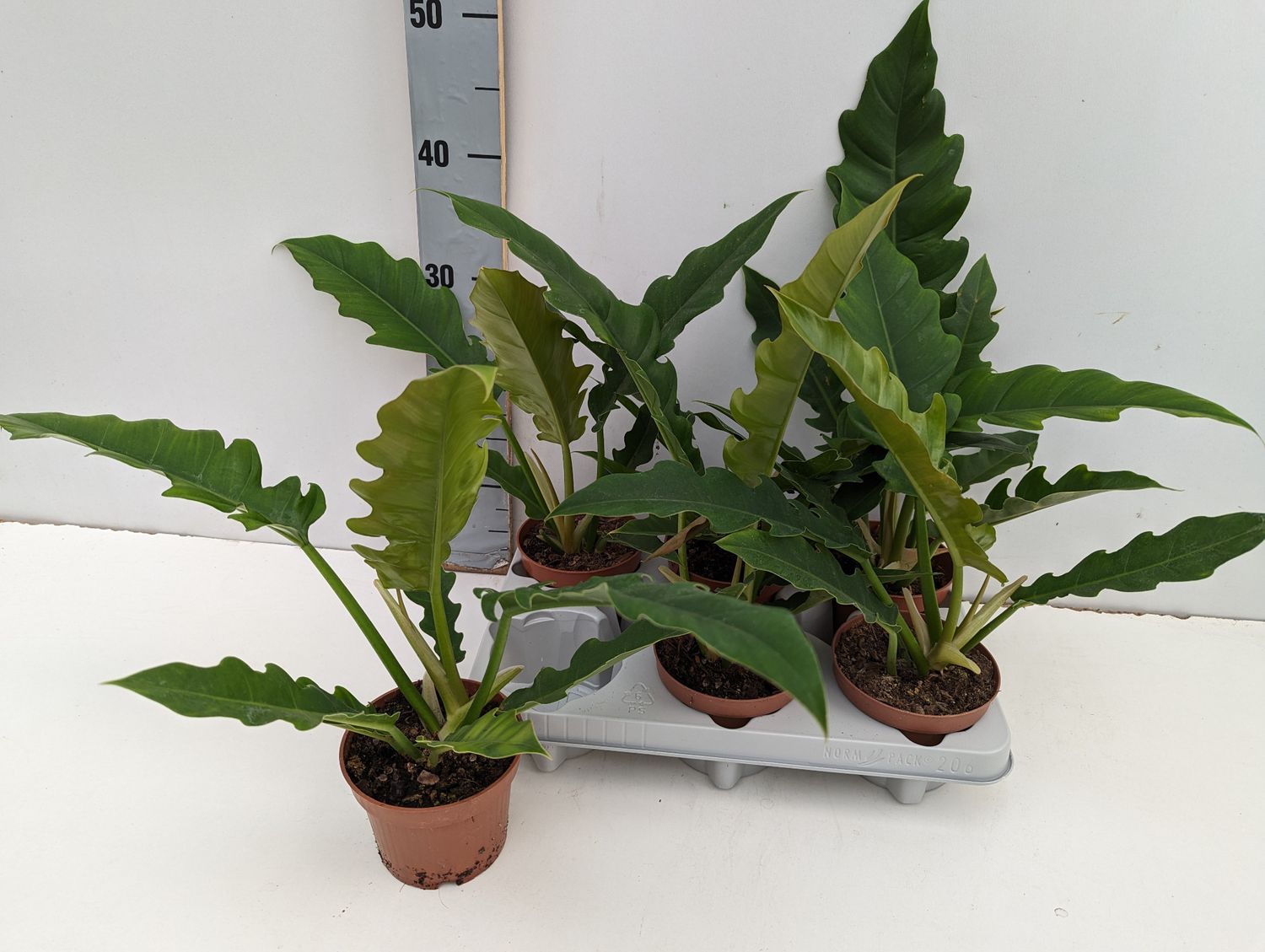 Philodendron SAW — Plant Wholesale FlorAccess