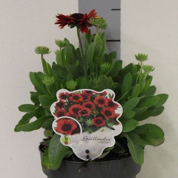 Gaillardia aristata SPINTOP RED