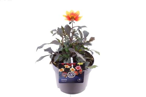 Dahlia HAPPY DAYS ORANGE RED BICOLOR