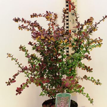 Berberis thunbergii 'Harlequin'