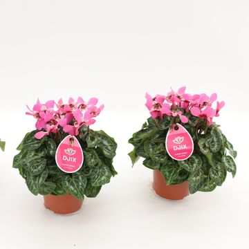 Cyclamen persicum SUPER SERIE DJIX SALMON WITH EYE
