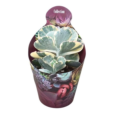 Cotyledon orbiculata 'Undulatum Variegata'