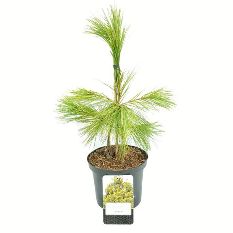 Pinus strobus 'Louie'