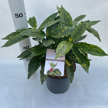 Aucuba japonica 'Variegata'