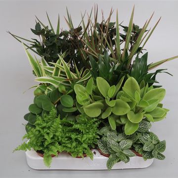 Inneplanter MIX