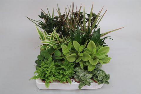 Plantas o interior MIX