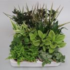 Plantas o interior MIX