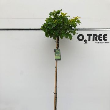 Quercus palustris 'Green Dwarf'
