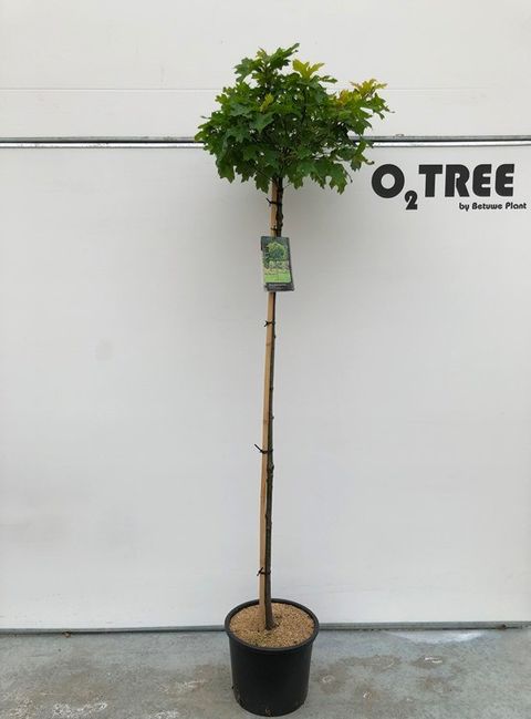 Quercus palustris 'Green Dwarf'