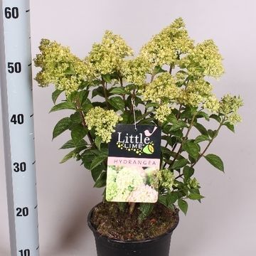 Hydrangea paniculata LITTLE LIME