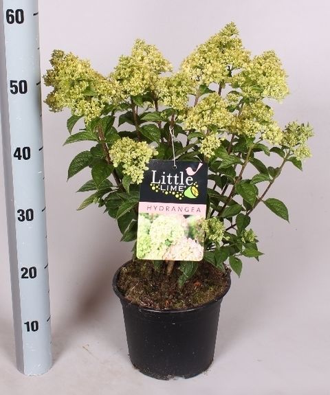 Hydrangea paniculata LITTLE LIME