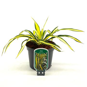 Yucca filamentosa 'Color Guard'