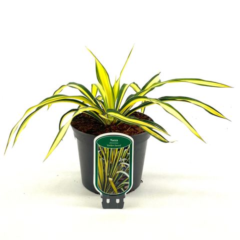 Yucca filamentosa 'Color Guard'