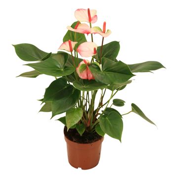 Антуриум KARMA HOTLIPS