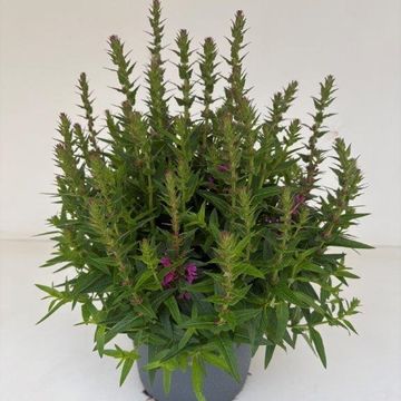 Lythrum salicaria