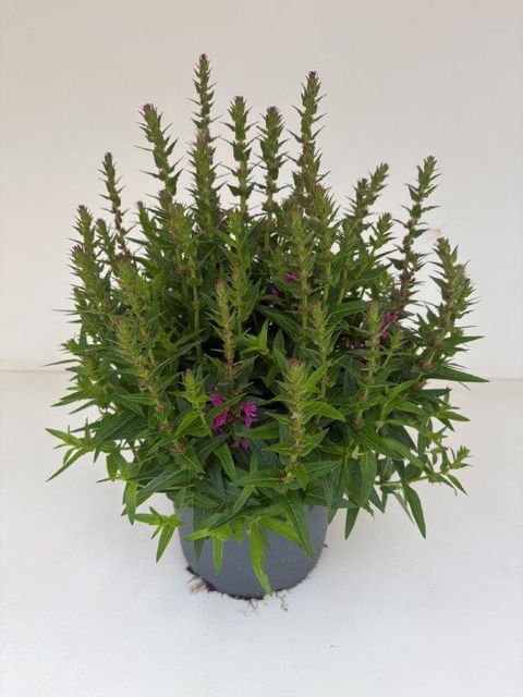 Lythrum salicaria