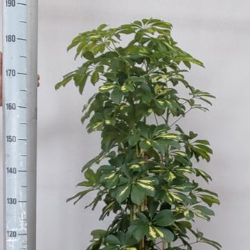 Schefflera arboricola 'Gold Capella'