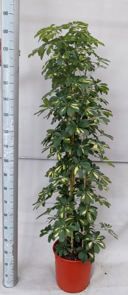 Schefflera arboricola 'Gold Capella'