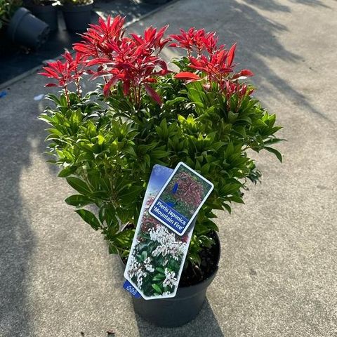 Pieris japonica 'Mountain Fire'