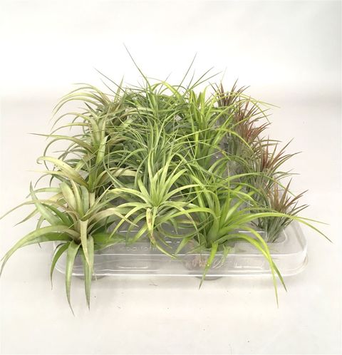 Tillandsia MIX