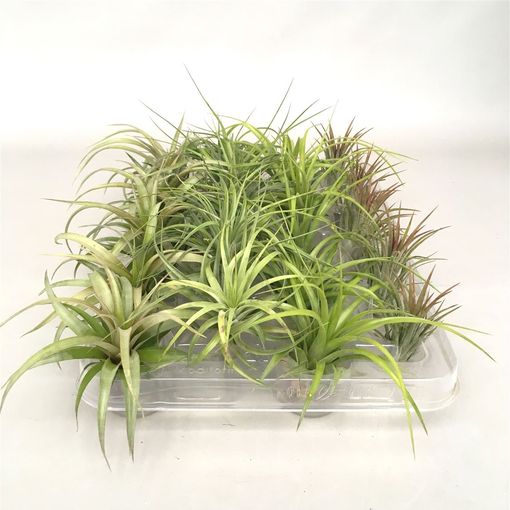 Tillandsia MIX