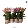 Phalaenopsis LITTLE KOLIBRI MIX