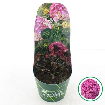Hydrangea macrophylla BLACK DIAMONDS RED ANGEL PURPLE