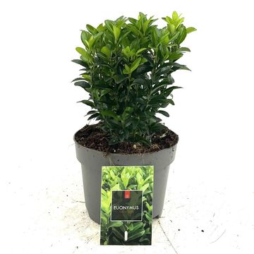 Euonymus japonicus 'Green Spire'