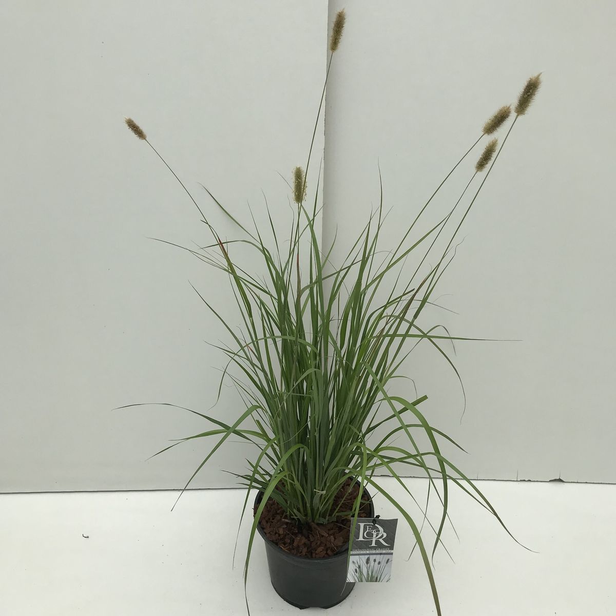 Pennisetum Massaicum Red Bunny Tails T19 Cm H45 55 Cm Pflanzen Grosshandel Floraccess