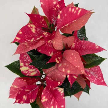 Euphorbia pulcherrima FANTASY STAR PINK