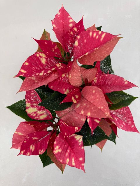Euphorbia pulcherrima FANTASY STAR PINK