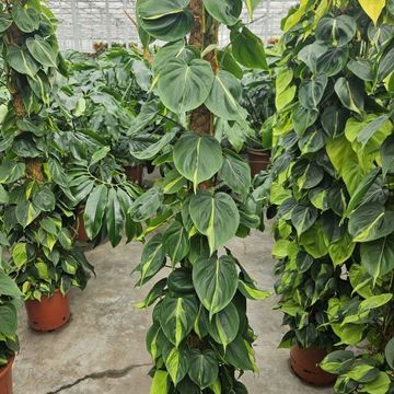 Philodendron scandens 'Brasil'