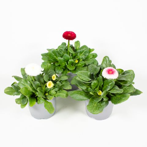 Bellis perennis MIX