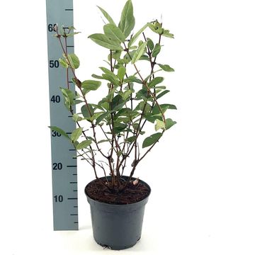 Lonicera caerulea kamtschatica