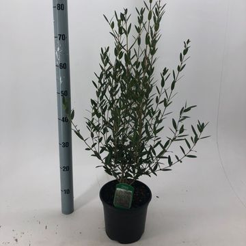 Phillyrea angustifolia