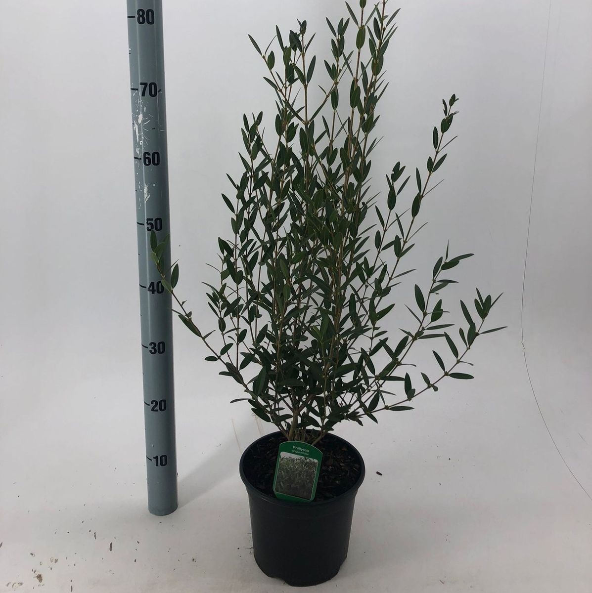 Phillyrea angustifolia — Plant Wholesale FlorAccess