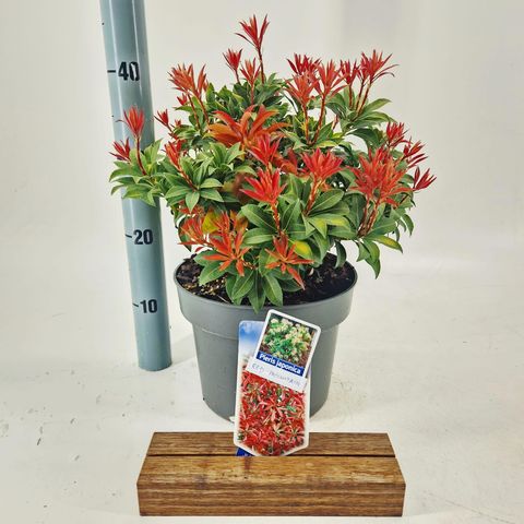 Pieris japonica 'Red Mountain'