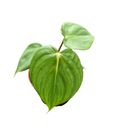 Philodendron 'McDowell'