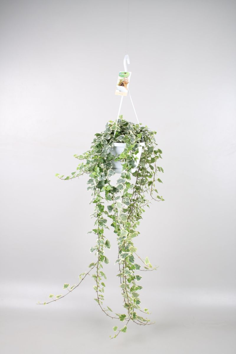 Хедера Вайт Вандер фото 16