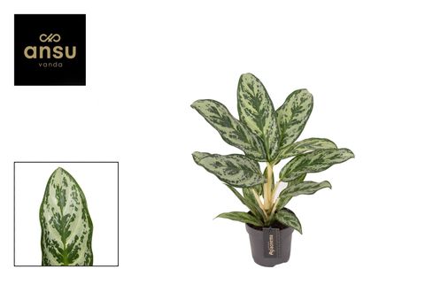 Aglaonema 'Laurel Green'