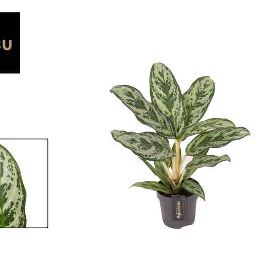 Aglaonema 'Laurel Green'