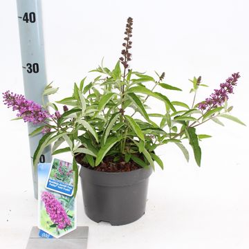 Buddleja FREE PETITE TUTTI FRUITTI